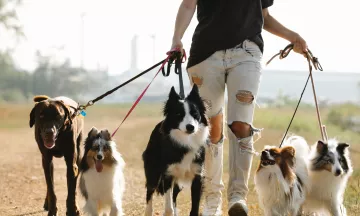 Walking multiple dogs