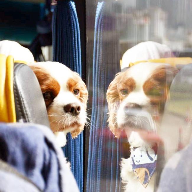 Pet transportation in Hong Kong the 99bus! Pawshake Blog