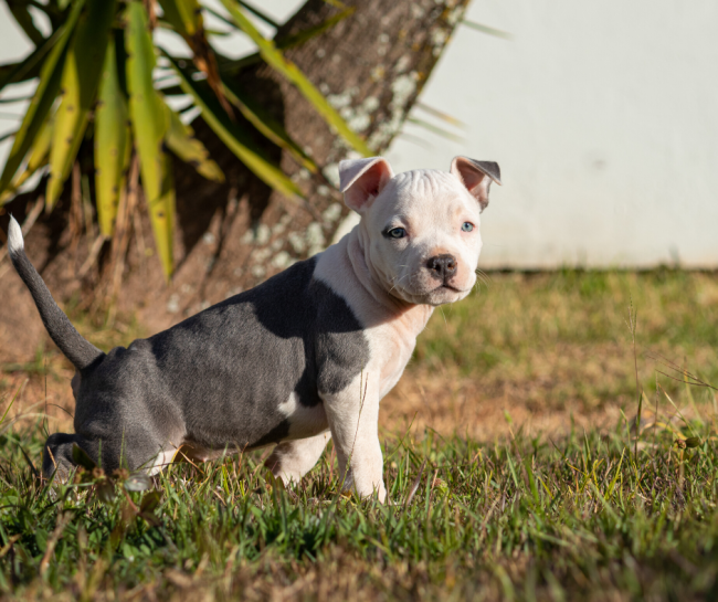 Puppy toilet training guide Pawshake Blog
