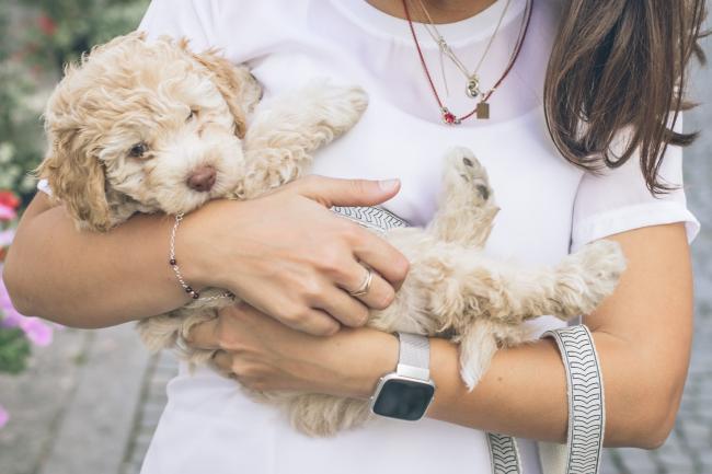 Spoodle with woman