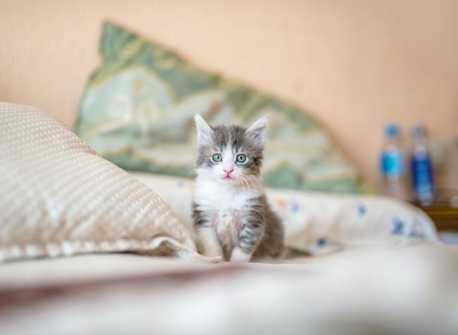 Kitten on bed