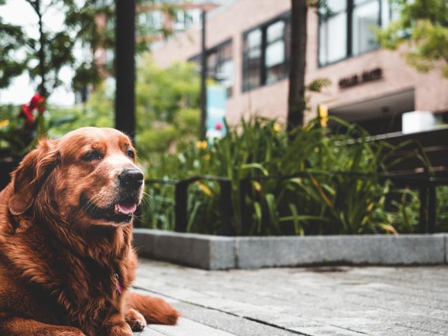 senior golden retriever