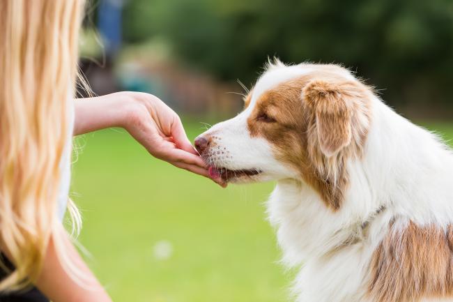 Brown and white border collie eating a treat