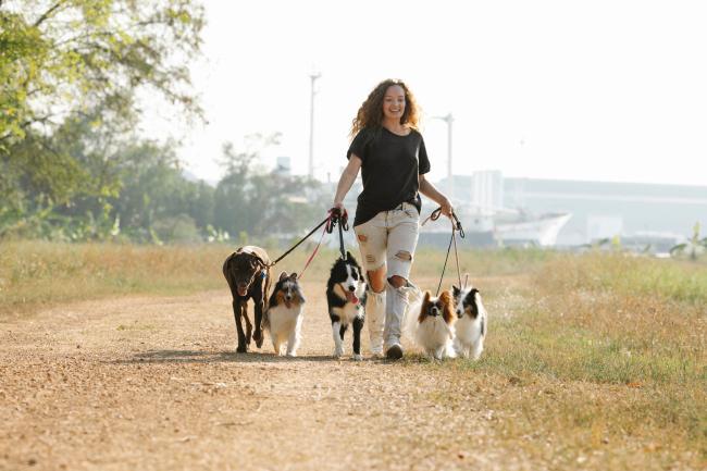 Dog walker with group of dogs
